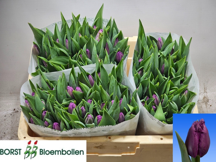 <h4>TU FR SAN LUIZ</h4>