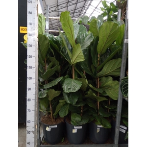 Ficus lyrata