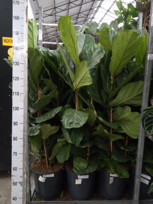 <h4>Ficus lyrata</h4>