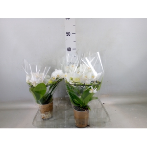 Phalaenopsis multi.   ...white