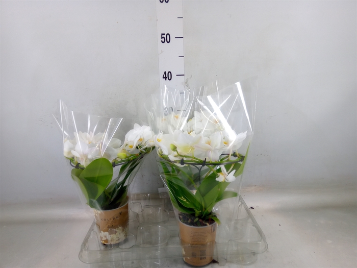 <h4>Phalaenopsis multi.   ...white</h4>