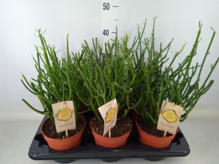 <h4>Euphorbia tirucalli</h4>