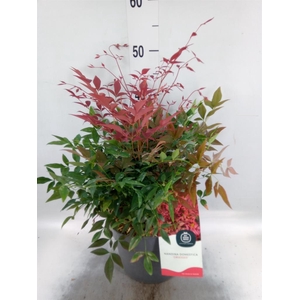 Nandina domestica 'Obsessed'