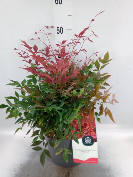 <h4>Nandina domestica 'Obsessed'</h4>