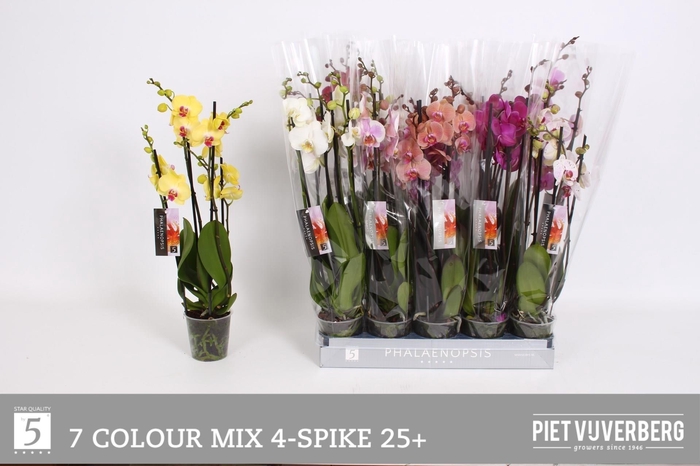 <h4>PHAL GEM 7 KL</h4>