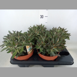Kalanchoe NF tomentosa