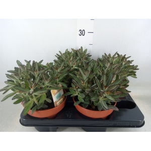 Kalanchoe NF tomentosa