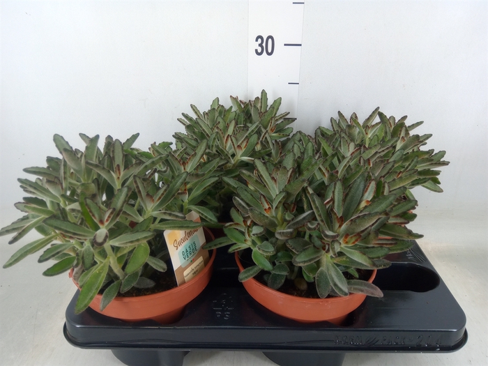 <h4>Kalanchoe NF tomentosa</h4>
