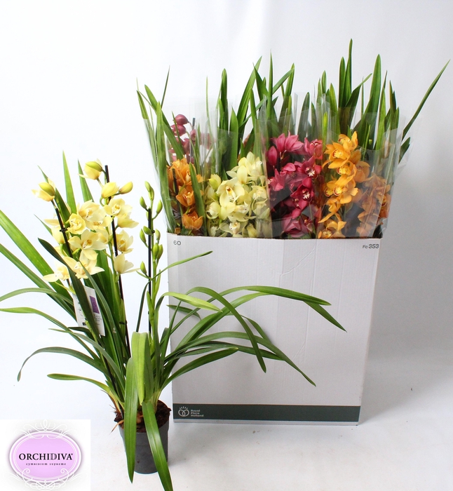 <h4>CYMB GEMENGD</h4>