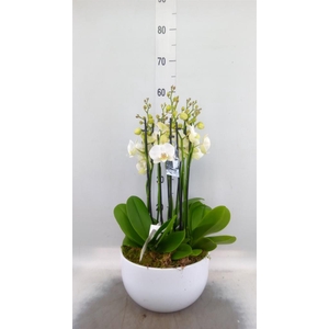 Phalaenopsis  'Ant Inverness'