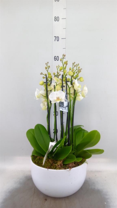 <h4>Phalaenopsis  'Ant Inverness'</h4>
