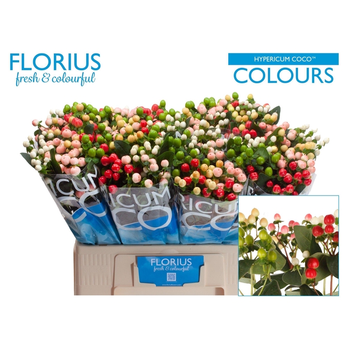 <h4>Hyp Coco Colours Gem</h4>