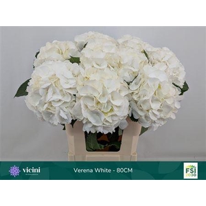 Hydr White Verena