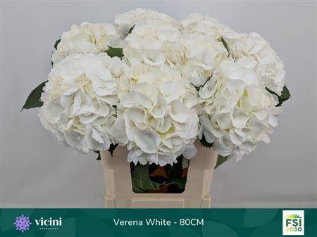 <h4>Hydr White Verena</h4>