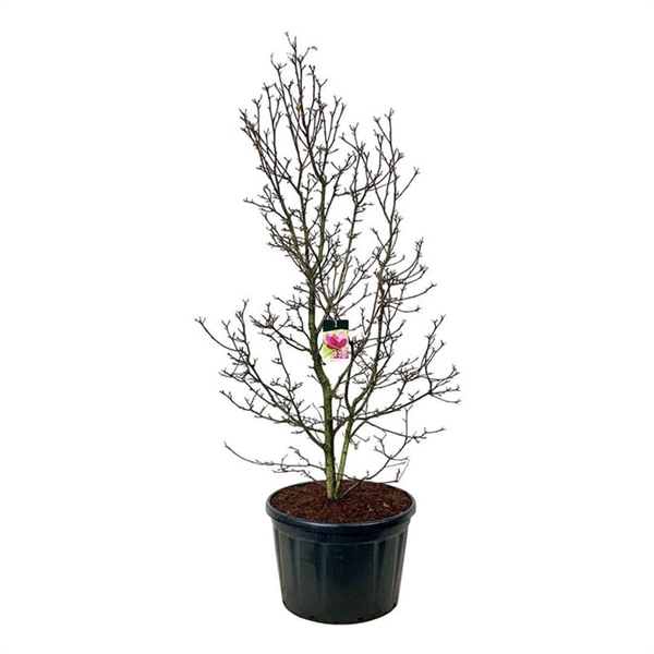 <h4>Magnolia 'Genie' (pbr)</h4>