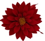 Dahlia red-02