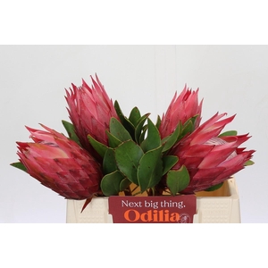 Protea Cynaroides Madiba