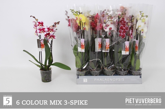 <h4>PHAL GEM 6 KL</h4>