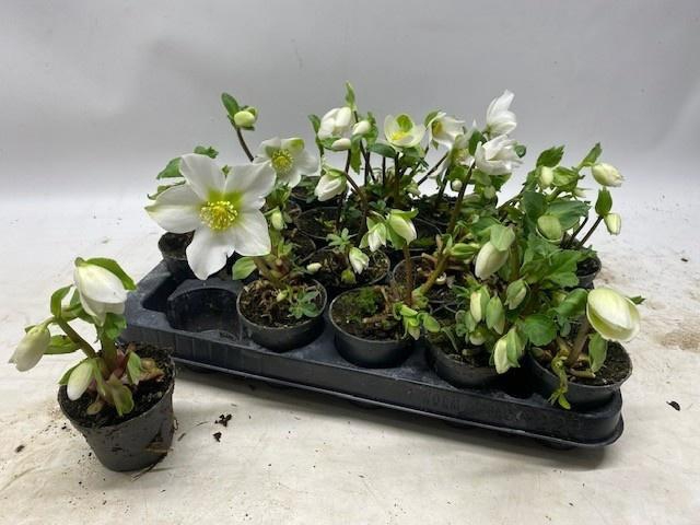 <h4>HELL NI LITTLE STAR</h4>