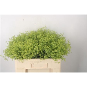 Alchemilla M Robustica