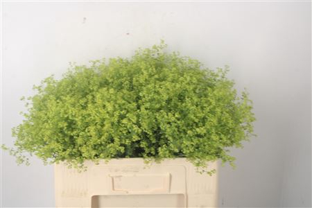 <h4>Alchemilla M Robustica</h4>