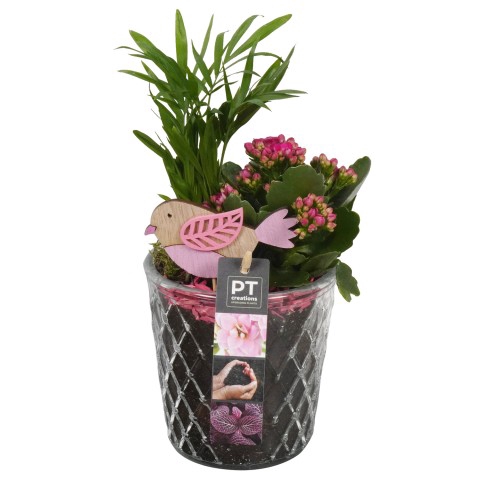 PTIG6817 Arrangementen kamerplanten