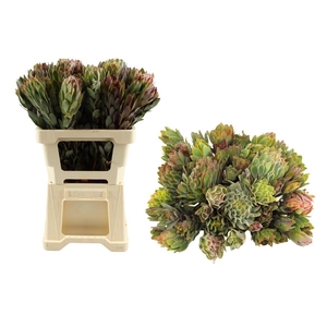 Leucadendron Nervosum Single