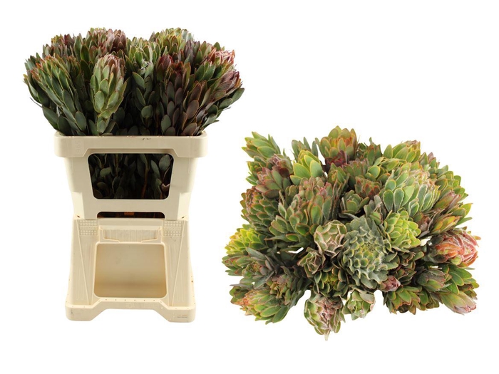 <h4>Leucadendron Nervosum Single</h4>