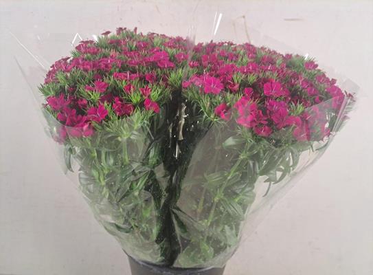 <h4>Dianthus Barbatus Neon Cherry</h4>