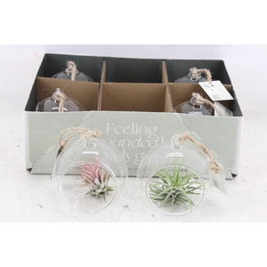 arr3 CP - Mini glas bol x6