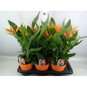 Arr.  Strelitzia L%