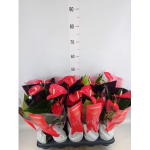 Anthurium andr. 'Querida'