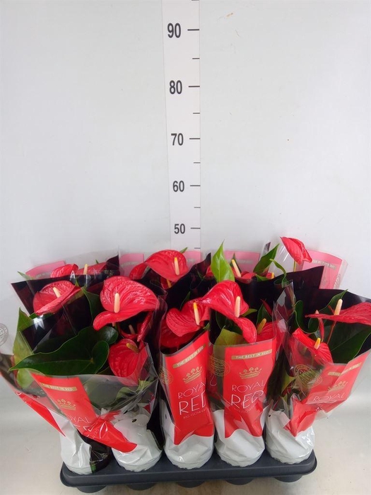 <h4>Anthurium andr. 'Querida'</h4>