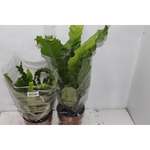 ASPLENIUM VARIADO P17