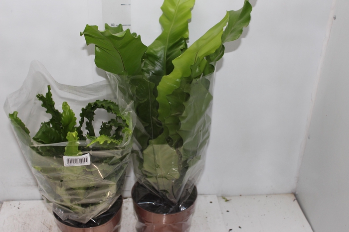 <h4>ASPLENIUM VARIADO P17</h4>