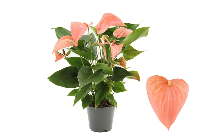 <h4>Anthurium andr. 'FC Festivo Lux'</h4>