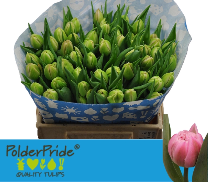 <h4>TU DU ATLANTA</h4>