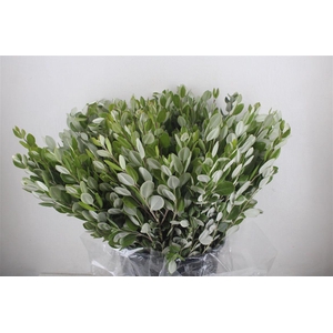 Pittosp Ralphi Leaves 400gr P Bunch