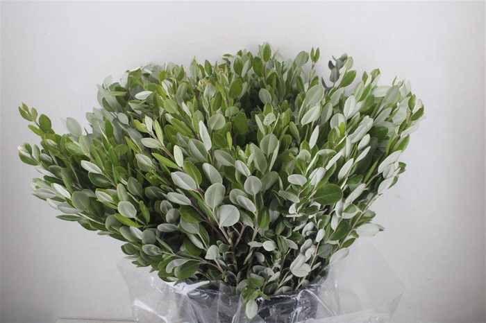 <h4>Pittosp Ralphi Leaves 400gr P Bunch</h4>