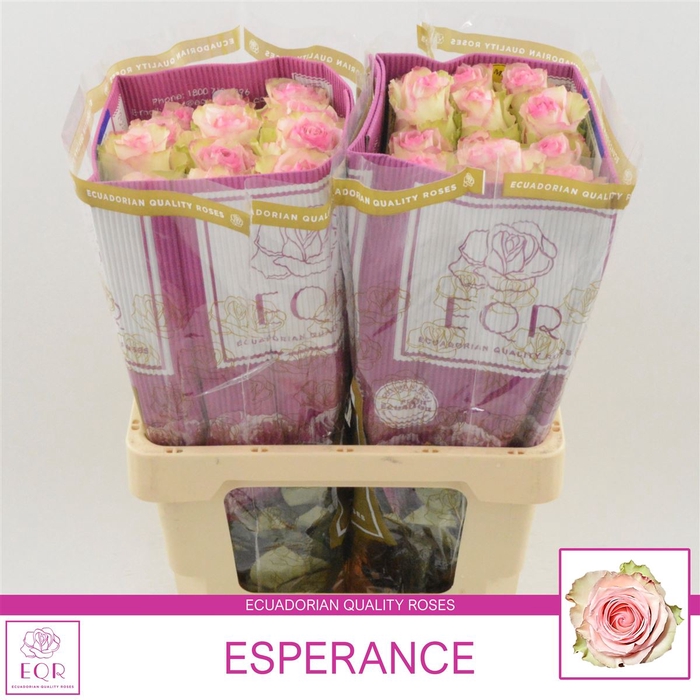 <h4>Rosa gr Esperance</h4>