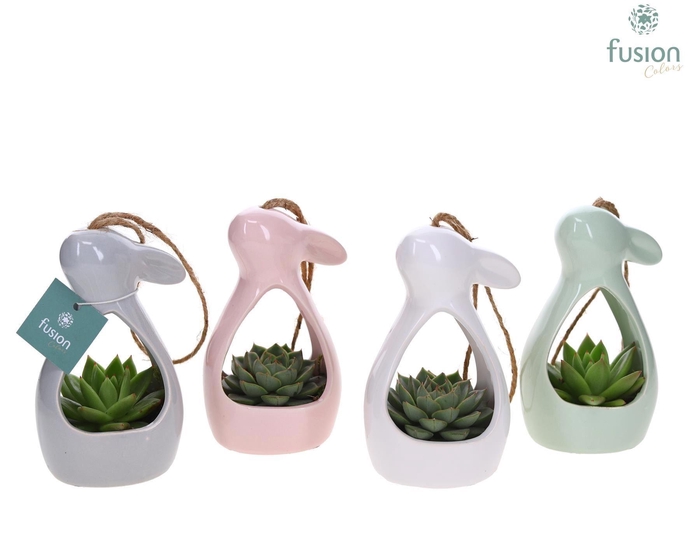 <h4>Arr.  Succulents H%</h4>