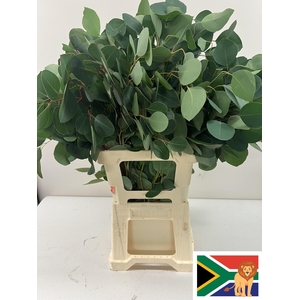 EUC POPULUS BLAD PB -ZA-BUSH