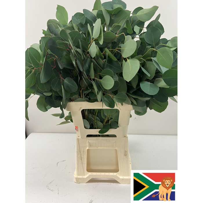 <h4>EUC POPULUS BLAD PB -ZA-BUSH</h4>