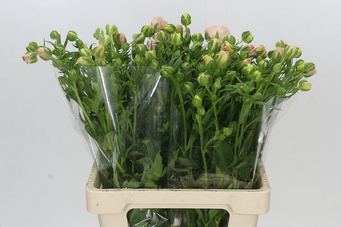 Ranunculus Butterfly Ariadne