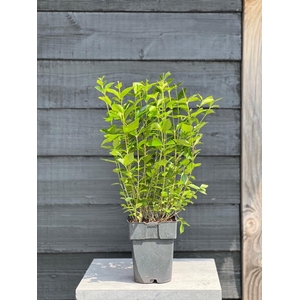 Ligustrum ovalifolium P17