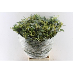 Euca Populus Young Berry 300 Gram