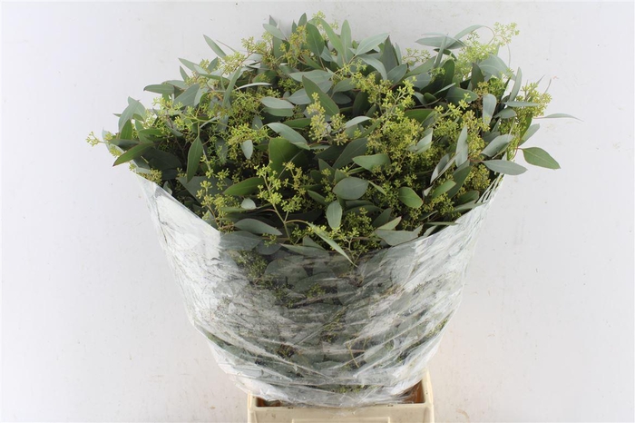 <h4>Euca Populus Young Berry 300 Gram</h4>