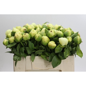 Paeonia Lemon Chiffon