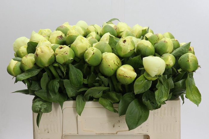 Paeonia Lemon Chiffon