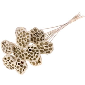 Lotus Med. O/s Champ Gold